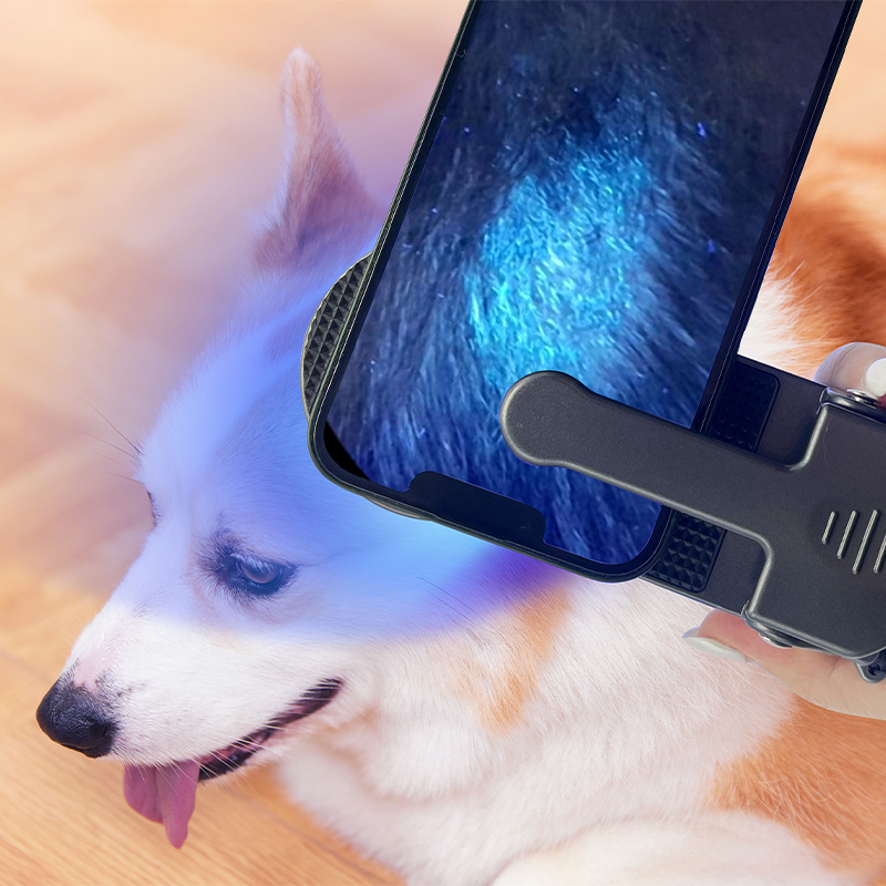 Wood's lamp Pet examination Skin examination