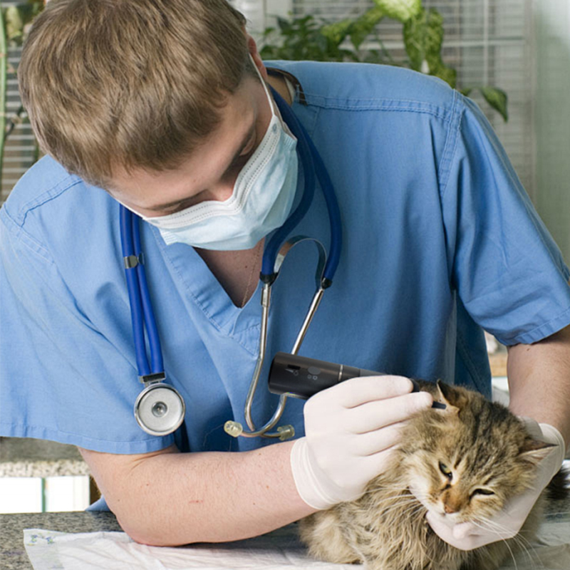 Veterinary Wireless Video Otoscope